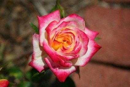 разноцветная роза